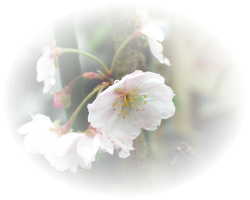 還暦祝い ギフト 桜