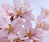 盆栽　桜