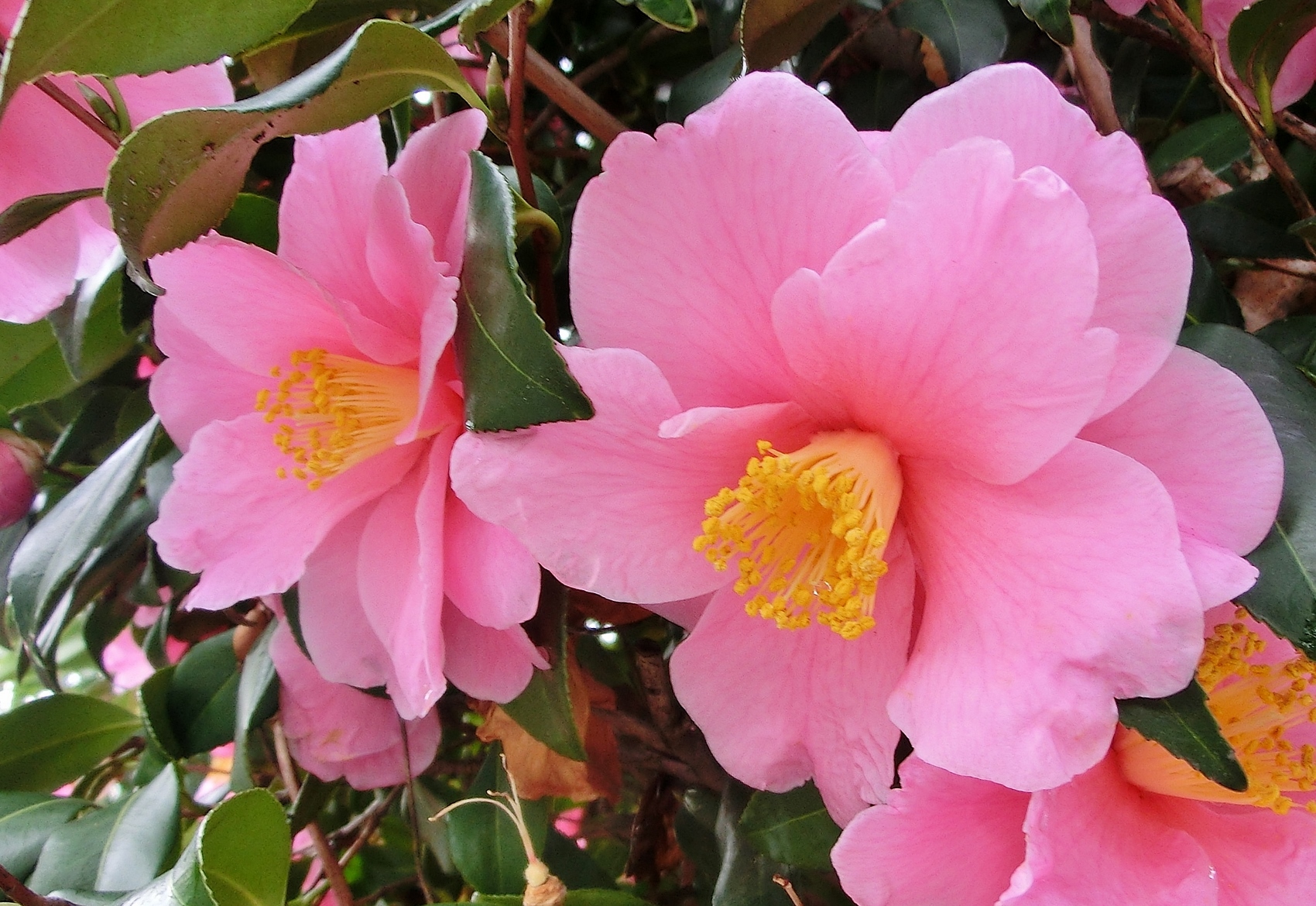 さざんか サザンカ 山茶花のミニ盆栽