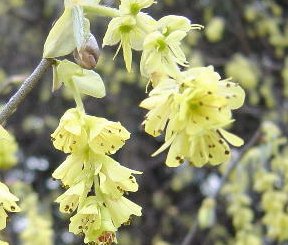 東京盆栽 母の日ギフト 父の日ギフト 誕生日ギフト 土佐水木