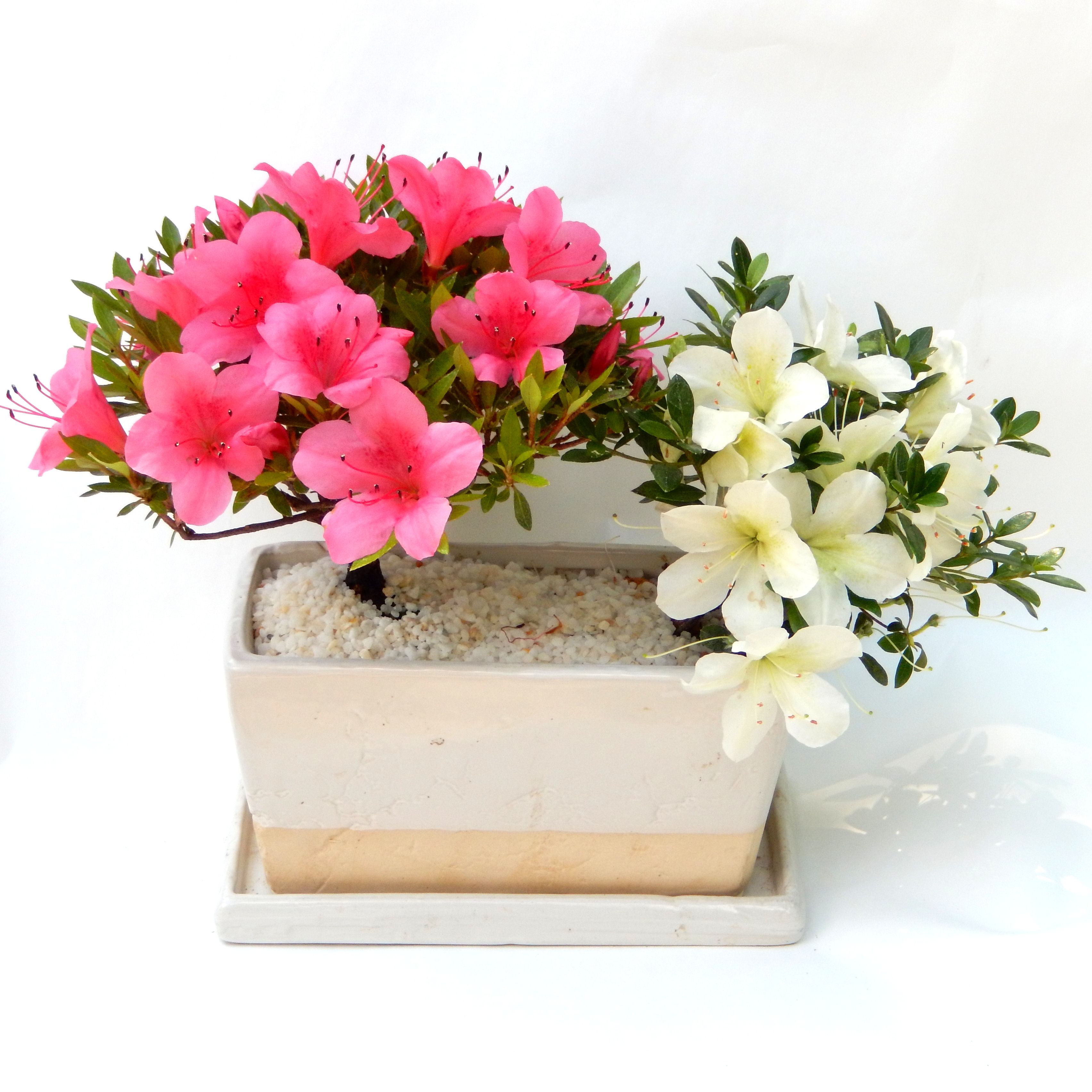 盆栽 さつき サツキ 皐月 愛の月