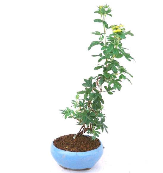 ����̖؁B����̖؂͈���^�A�����^�A���^���Ăэ��ގ��؂ƌ����Ă��܂��B