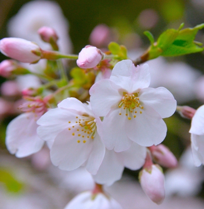 還暦祝い ギフト 桜
