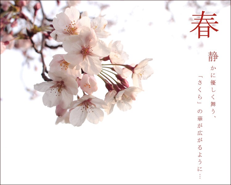 9300円 購買 今年は自宅で桜のお花見を楽しむ2023年4月に開花桜盆栽桜の盛り合わせお花見サクラ盆栽