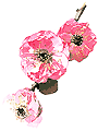 �m���ȁA�t�H���|�I�V���b�v�̃|���V�[�ł��B