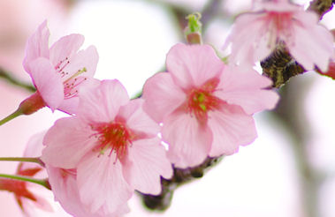 河津桜。桜のミニ盆栽 a-masa-105sakuraKawazu2022