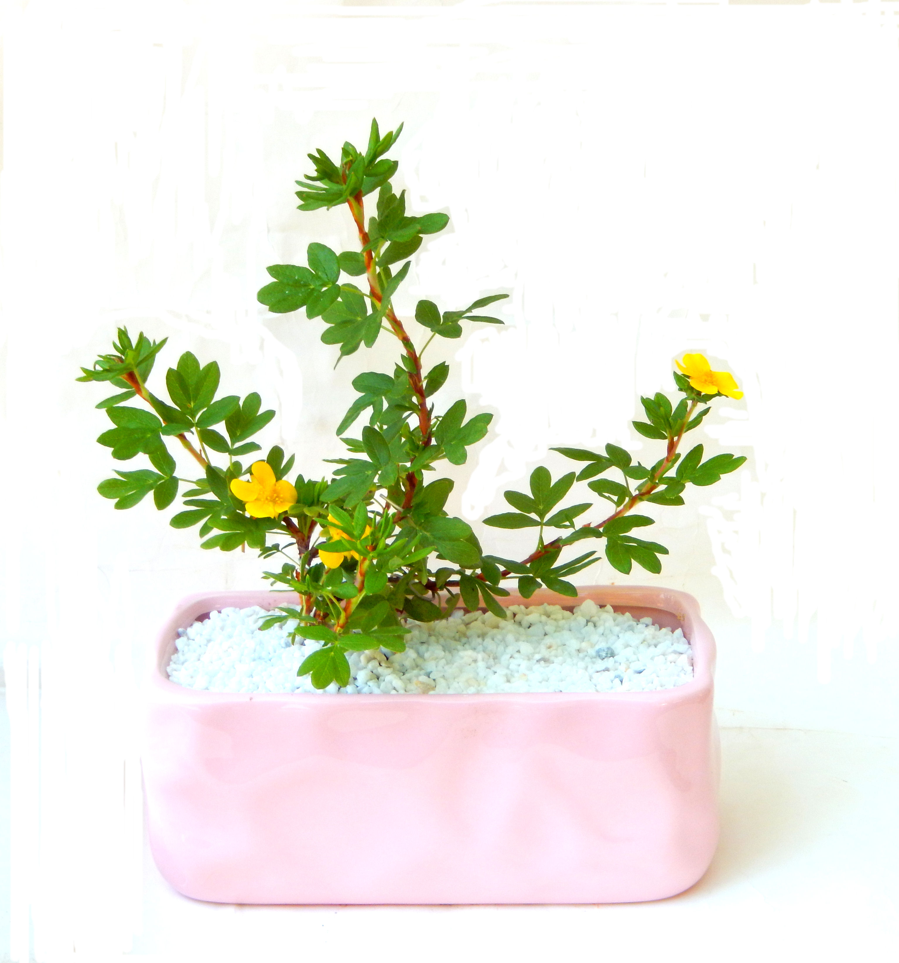愛情の木と書きます。長寿にあやかれる縁起植物！！とにかく可愛い、一度見たらどうしても手に入れたくなる植物です！ 
   この商品は、ミニサイズに作りました。お部屋のインテリアとしてテーブルや窓辺における大きさです。まあちゃんのお勧めの逸品です！！！