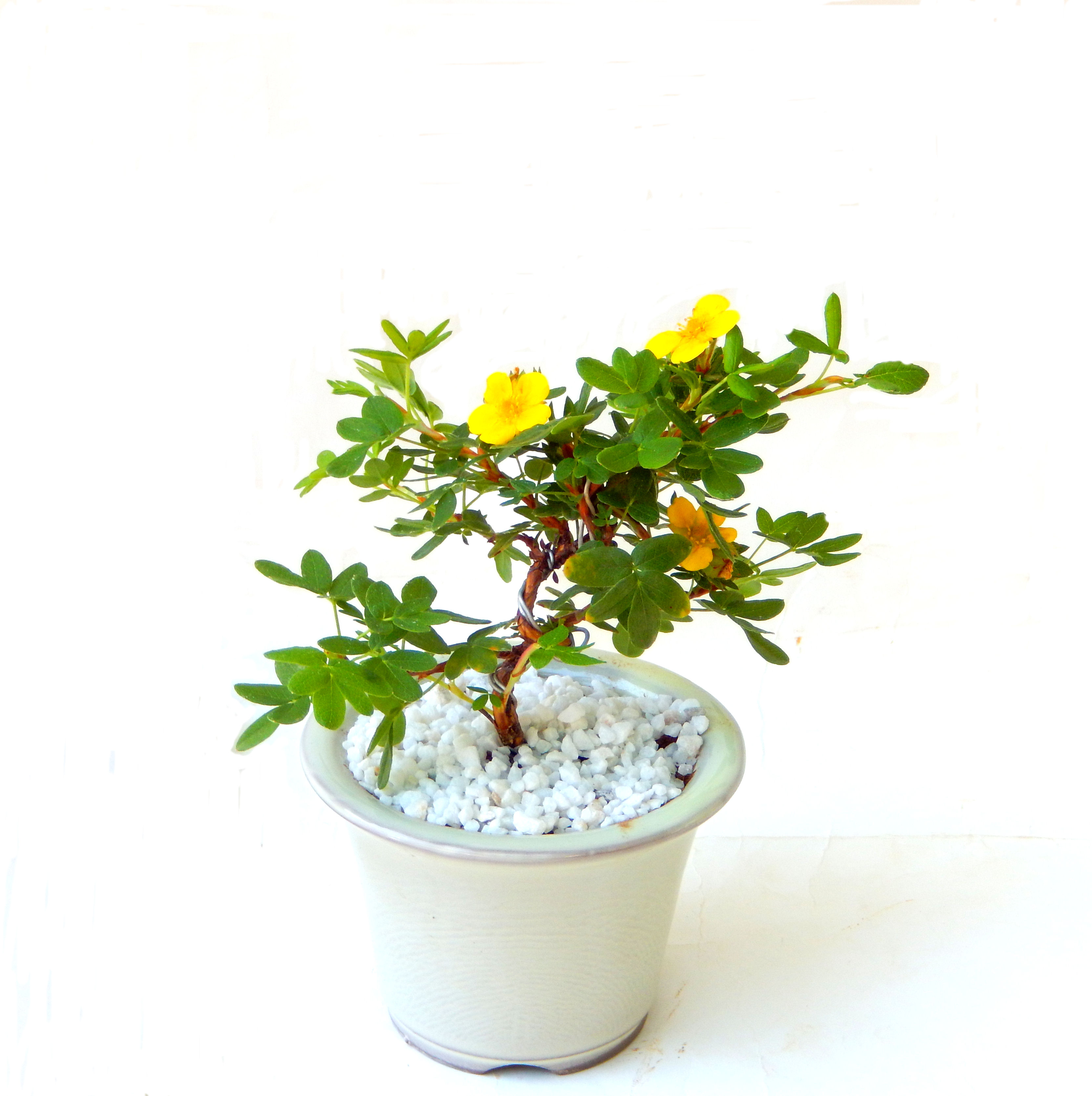 愛情の木と書きます。長寿にあやかれる縁起植物！！とにかく可愛い、一度見たらどうしても手に入れたくなる植物です！ 
   この商品は、ミニサイズに作りました。お部屋のインテリアとしてテーブルや窓辺における大きさです。まあちゃんのお勧めの逸品です！！！