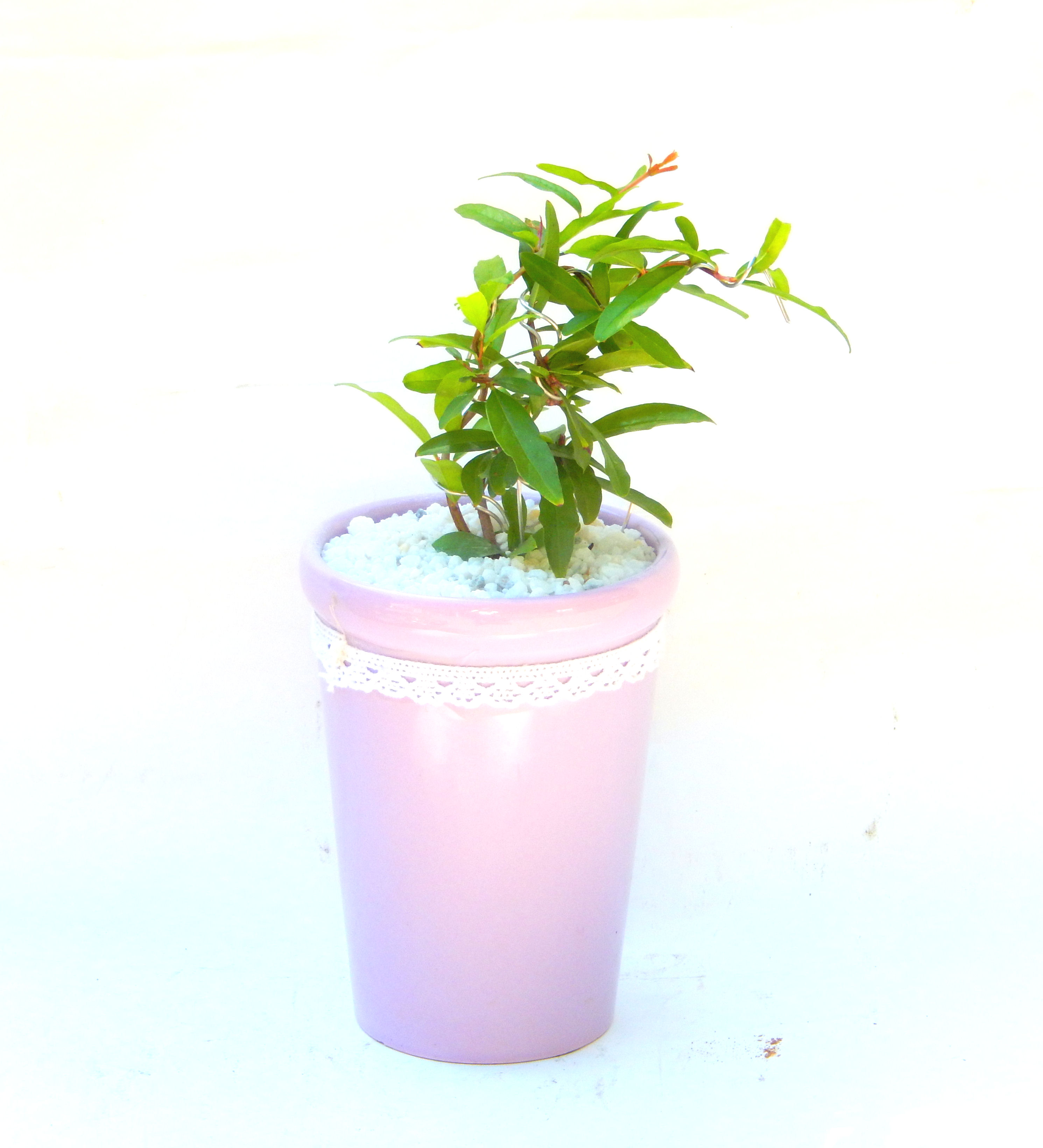 ざくろは、子宝に恵まれるといわれ、繁栄を意味する縁起植物です。６月にオレンジ色の花が咲き、そして実がなります。実(み)は、美容に人気で飲み物として市販されています。 